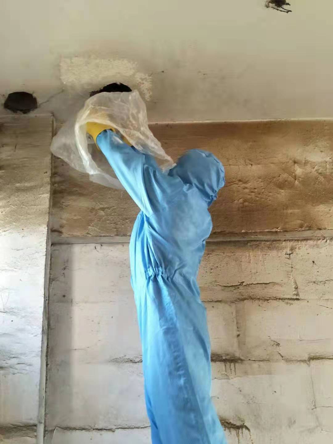 雅安除虫